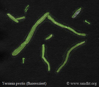 Mikroskopische Darstellung von Yersinia pestis  in fluoreszierter Form.